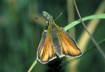 skipper